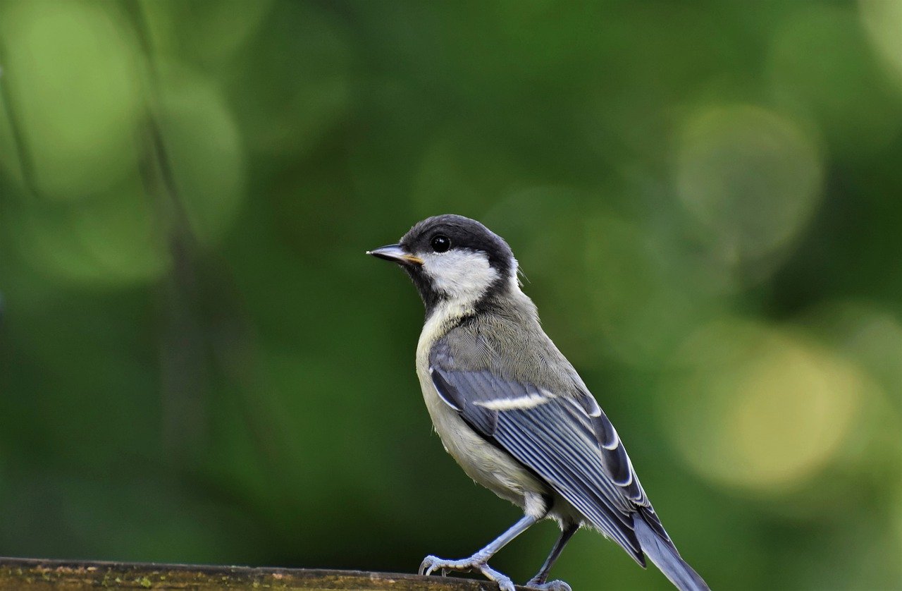 tit, bird, perched-6388440.jpg